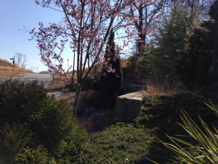 One neighborhood in particular seems to have spent a substantial amount of time and money on the landscaping at the neighborhood's entrance. It has become overgrown somewhat, but for the most part it remains nicely manicured.
