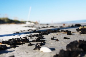 10.8.14 Conservation Biology trip to Sapelo Island (77) copy