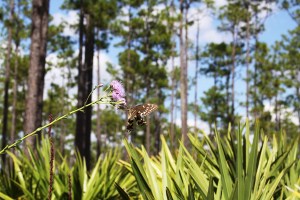 10.8.14 Conservation Biology trip to Sapelo Island (8) copy